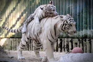 （示意圖源：互聯網）