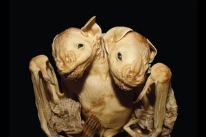 巴西現罕見的「連體蝙蝠」 兩顆頭 兩個心臟。（圖源：互聯網）