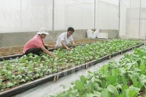 本市農民種植無公害蔬菜。(圖源：市黨部新聞網)