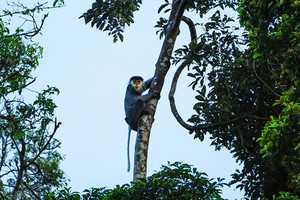 圖為廣南省白臀葉猴。（圖源：互聯網）