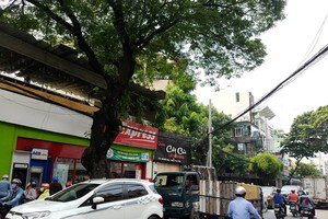 新平郡黃花探街上的樹木將被遷移或砍伐以拓寬路面。（圖源：福巡）