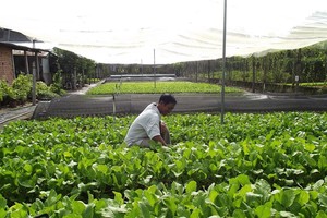 農民種植的無公害蔬菜。(圖源：互聯網)