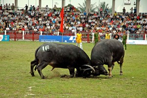 圖山鬥牛節。(圖源：互聯網)