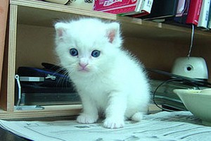 （示意圖源：互聯網）