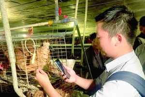 工作人員正在檢查家禽來源。（圖源：互聯網）