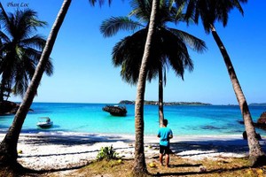 椰子樹、沙灘、大海構成美麗的景色。（圖源：互聯網）