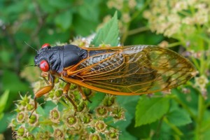 （示意圖源：互聯網）