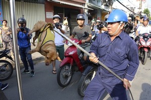 捕捉隊人員捕捉在公共場所遊蕩的狗隻。