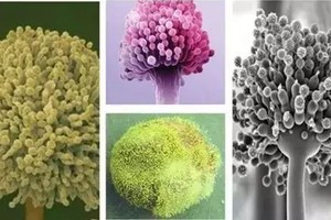 免疫系統能夠抵禦黴菌孢子。