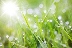 小草的啟示。（示意圖源：互聯網）