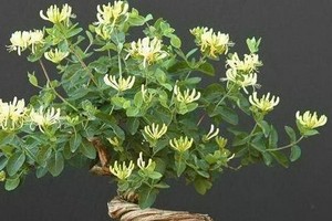 金銀花盆景。（示意圖源：互聯網）