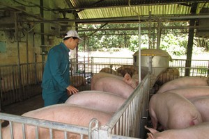 同奈省生豬價格下跌。（示意圖源：互聯網）