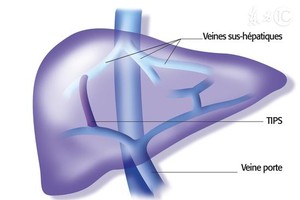 圖為人體肝臟。（示意圖源：互聯網）
