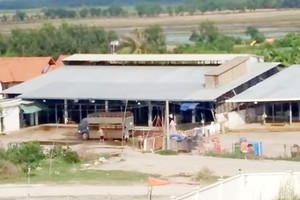 過去期間，古芝縣跨亞屠宰場發生給豬隻注射安眠藥的事件。