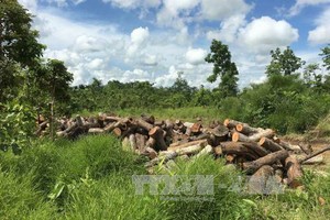 政府總理阮春福昨(31)日責成達樂省人委會主席指導檢討在該省非法砍伐樹林的個人、集體責任。（圖源：越通社）