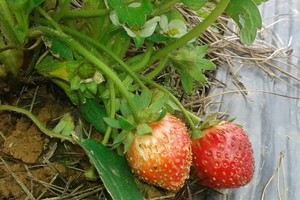 新鮮水果對遊客極具吸引 力，往往在果園即場摘食。