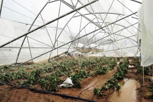 本月4和5日林同出現狂風大雨，使到林同省所屬的大勒市和若干縣許多蔬菜種植專區受到嚴重損害。很多菜園被水淹、摧殘。（圖源：金英）