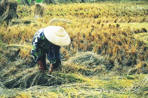 《收割》   郭冠雄 攝
