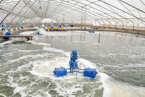 圖為越-澳集團蝦苗繁殖場一隅。（圖源：越-澳集團）