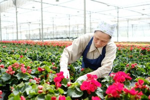 圖為大勒某一溫室花卉種植項目。（圖源：梅榮）