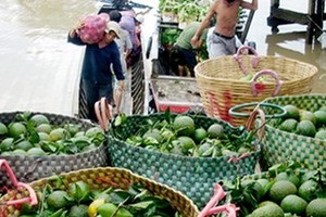 九龍江平原的厚皮酸橙價格最近期間持續下跌。（示意圖源：互聯網）