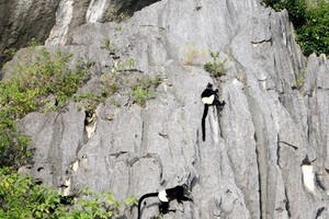 珍稀的白背葉猴在此棲息。（圖源：互聯網）