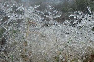 高平省高山區可看到草原、森林樹枝上結冰。（圖源：明玉）