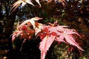 （示意圖源：互聯網）