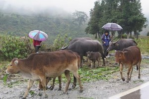 沙巴縣民戶將家畜遷往較低區域，以避免因嚴寒天氣和冰霜造成的損失。（圖源：香秋）