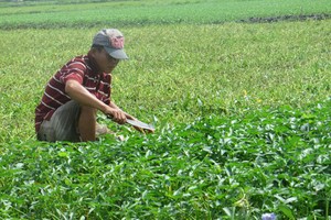 圖為古芝縣越兔合作社栽培達VietGAP標準的空心菜園。（示意圖源：登舒）