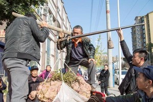 119 公斤“紅薯王”。（圖源：互聯網）