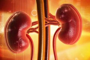 人體腎臟。（示意圖源：互聯網）