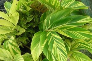 德國研究人員最新發現，植物在面臨光照方面的競爭時，也會綜合考慮周圍環境，“隨機應變”。（示意圖源：互聯網）