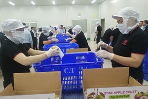 出口美國牛奶果包裝線。