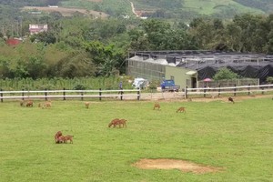在藍天綠蔭下，遊客可與牛羊接觸，以享受做牧工的初體驗。