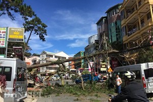 大勒市裴氏春街上一棵約15米高老松樹突然倒塌，事發時段恰好是午休時間，往來的行人與車輛不多，沒有造成人命傷亡。（圖源：越民）