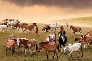 居民在郎比安山上放牧馬匹。