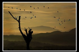 《季候鳥》  陳將毅 攝