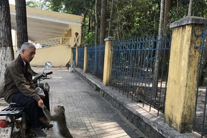 西寧省高台教堂園區內的猴子經常外出向行人討要食物。（圖源：西寧報）