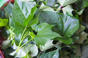 紅薯葉。（圖源：互聯網）