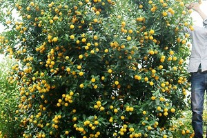 阮文寧果農的四盆橘樹中的一盆，價格3500萬元。