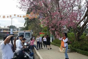 2018年第一次大勒櫻花節一瞥。