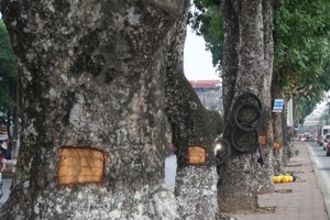 故意毀壞綠樹將被罰款至 3000 萬元。（示意圖源：互聯網）