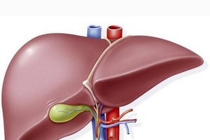 人體肝臟示意圖。（圖源：互聯網）