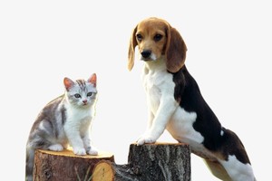 河內市：狗與貓飼養者必須向鄉、坊、市鎮人委會辦理登記手續，並在住所範圍內看管。（示意圖源：互聯網）