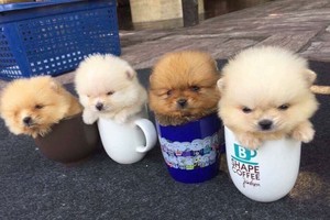 人類的好朋友 —— 狗狗。（示意圖源：互聯網）