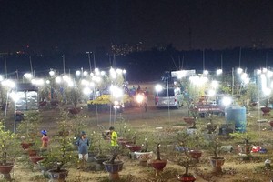 春節梅花銷售點至夜晚仍很熱鬧。多名顧客開汽車把梅花載回家。