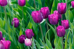 廣治省向化縣向逢鄉沙霧嶺一帶已成功實驗種植荷蘭的鬱金香花種。（示意圖源：互聯網）