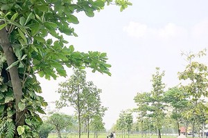 園藝工人在歲晚期間專注地打理綠樹花草，為城市迎春增添芬芳，美麗。