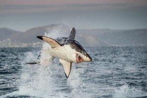 躍出水面捕食的大白鯊。